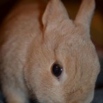 madame bunny, photo by Jenny MacBeth