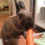 Rabbit Likes to Eat