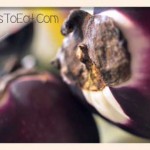 sicilian style eggplants
