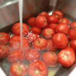washing tomatoes